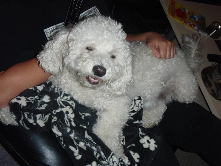 Blanding af racer Bino - r.i.p <3 billede 8