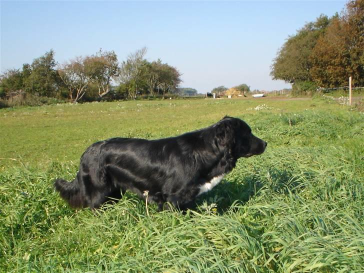 Blanding af racer Bella billede 15