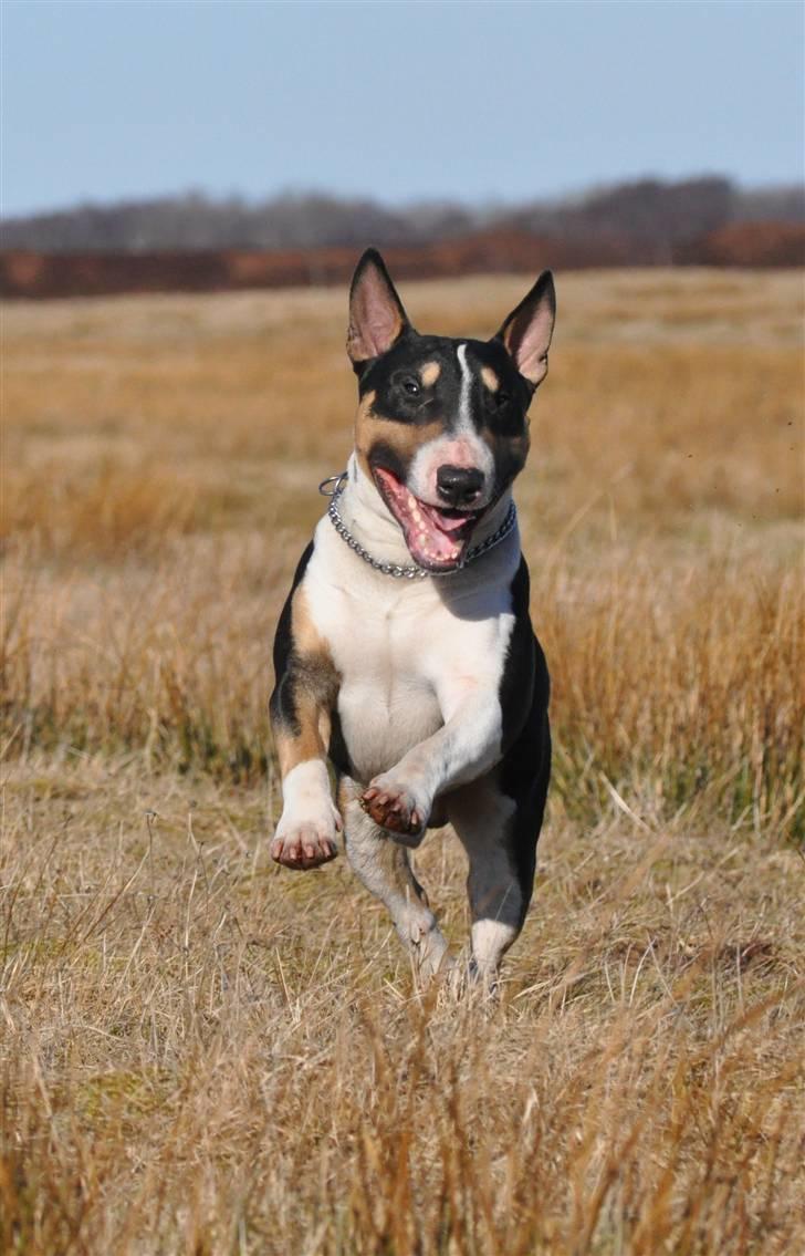 Bullterrier miniature Elton - Hopla :) billede 14