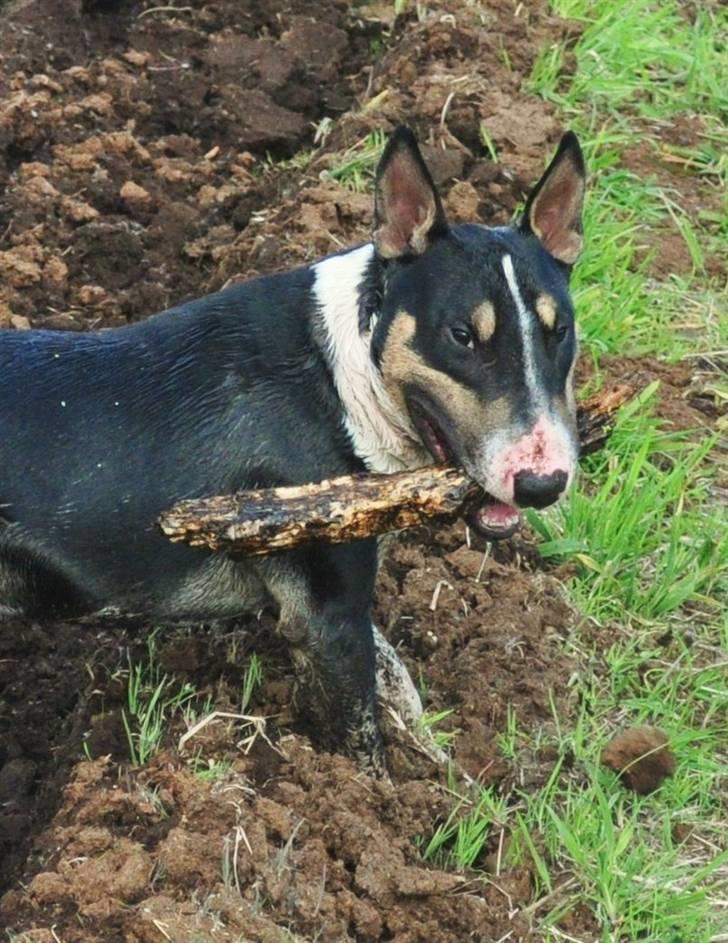 Bullterrier miniature Elton - mor´s dejlige mudder dreng billede 15