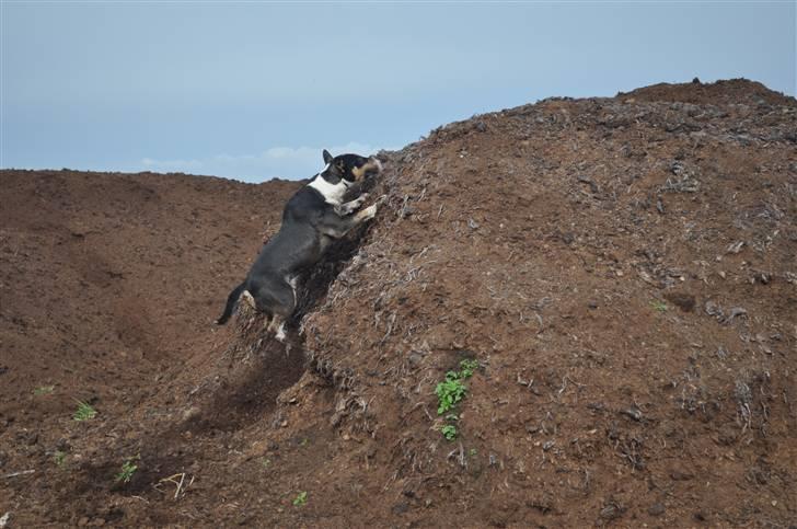 Bullterrier miniature Elton - på vej op i en af mosens mange spagnum dynger, -det fedeste sted i verden at brænde krudt af billede 16