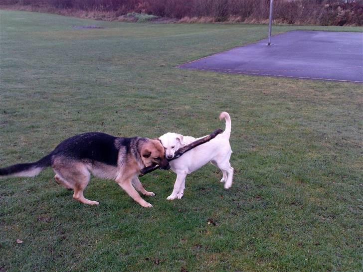 Schæferhund Frida <3 R.I.P. oktober 2012 <3 - Ihh, Sussi - giver du snart op? billede 14