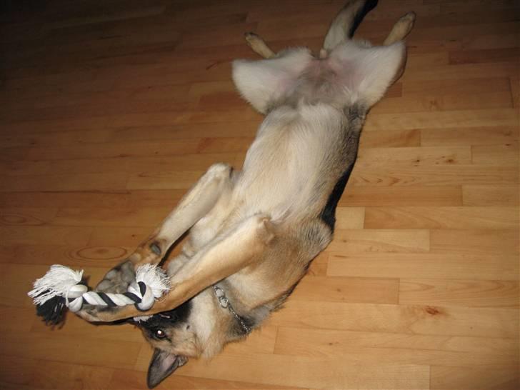 Schæferhund Frida <3 R.I.P. oktober 2012 <3 billede 15