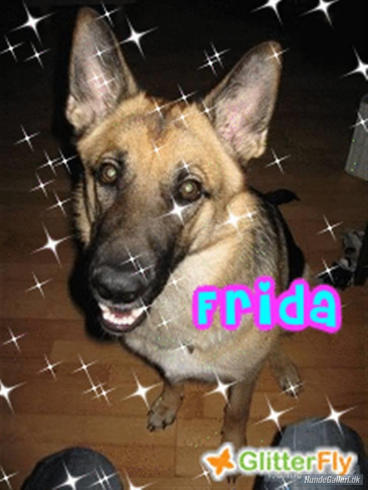Schæferhund Frida <3 R.I.P. oktober 2012 <3 billede 16
