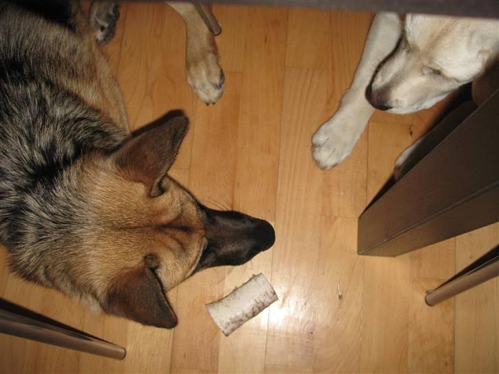 Schæferhund Frida <3 R.I.P. oktober 2012 <3 billede 17