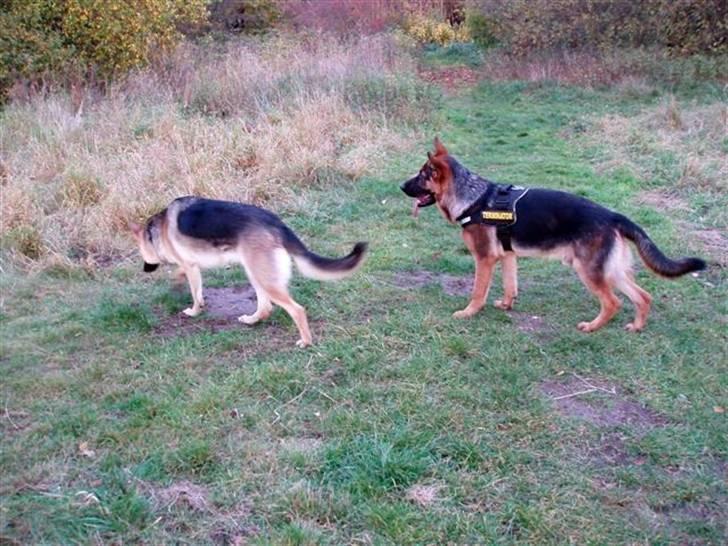 Schæferhund Frida <3 R.I.P. oktober 2012 <3 - Hvad skal vi, Frida?? billede 18