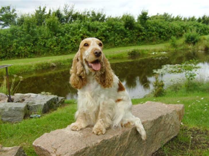 Cocker spaniel Queenie (kaldenavn) - Queenie elsker at være ude i naturen og stiller gerne op til et foto :-) billede 1