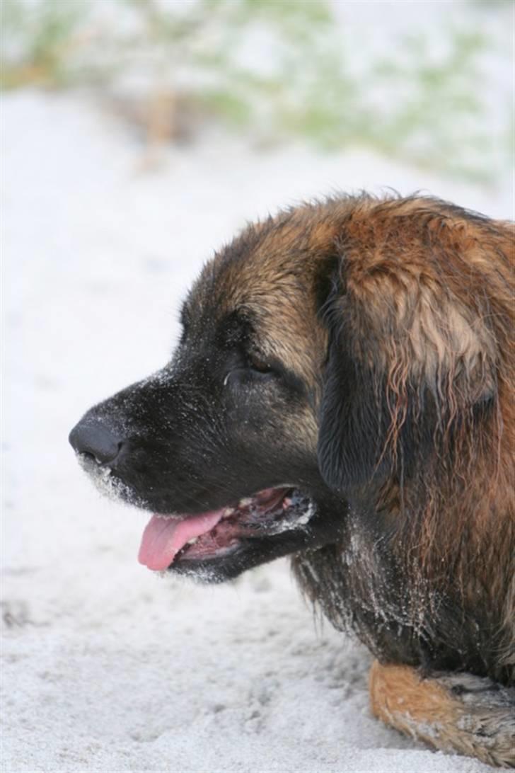 Leonberger Gaia - sandmule billede 15