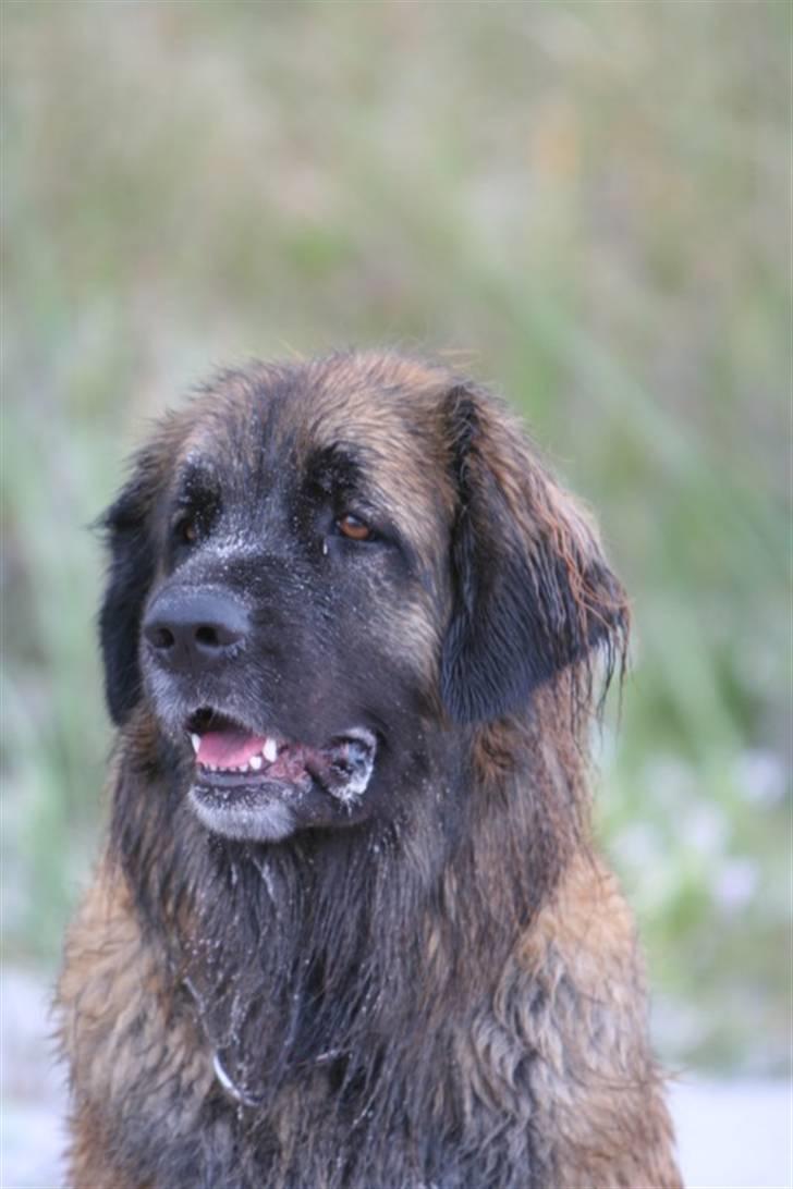 Leonberger Gaia - Lækker strandløve billede 16