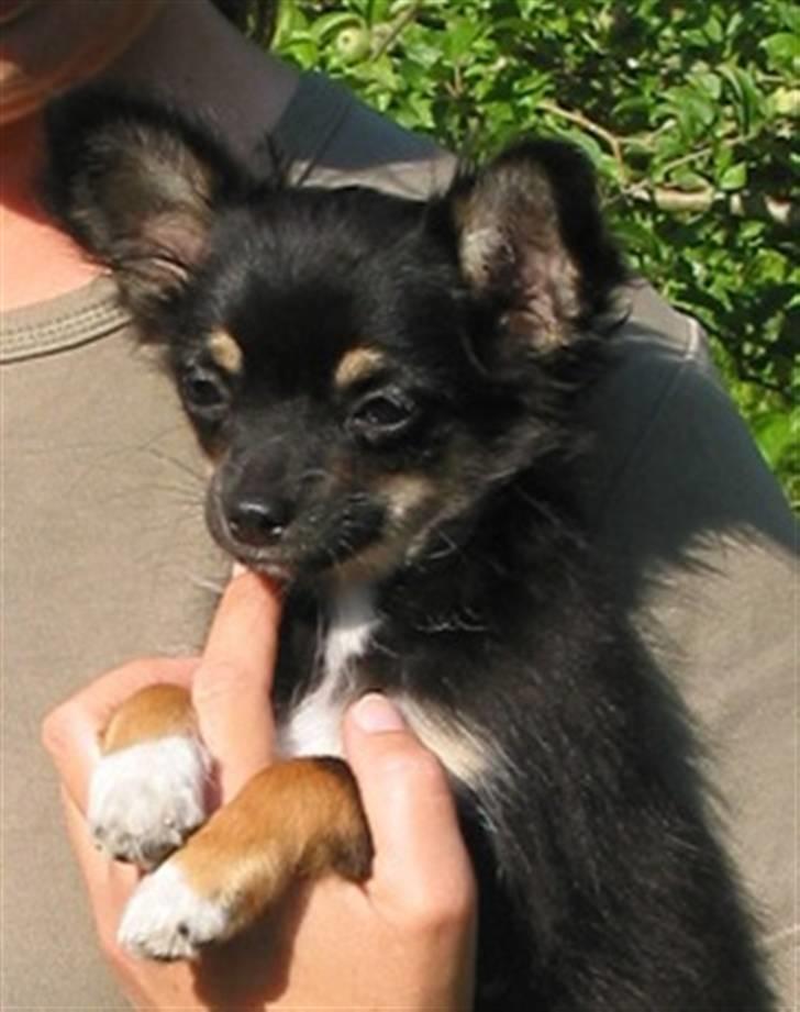 Chihuahua Sir James Bond billede 1