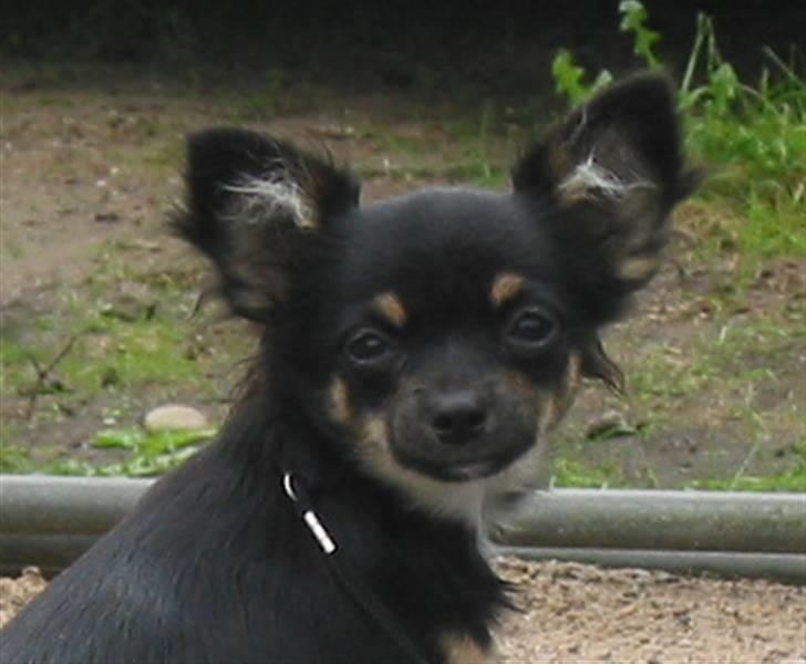 Chihuahua Sir James Bond billede 2