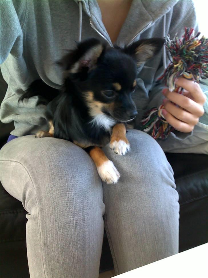 Chihuahua Sir James Bond billede 3