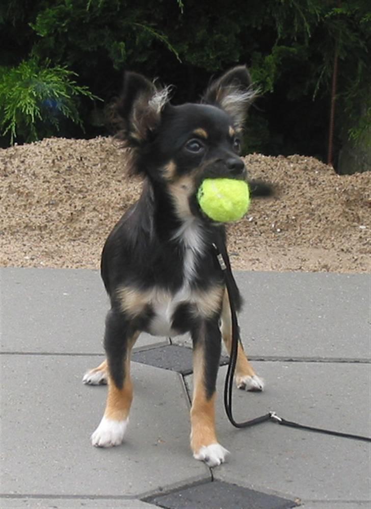 Chihuahua Sir James Bond billede 4