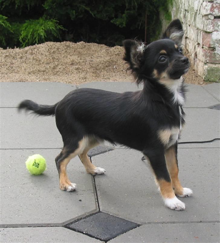 Chihuahua Sir James Bond billede 5