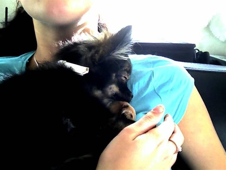 Blanding af racer Chanel <3 billede 17