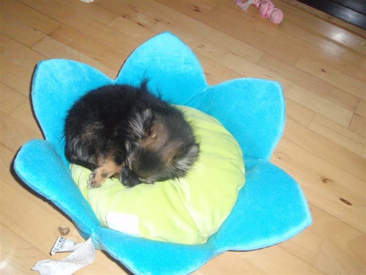 Blanding af racer Chanel <3 billede 18