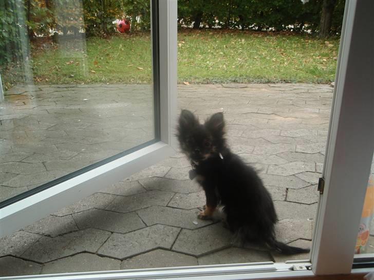 Blanding af racer Chanel <3 - 7 mdr <3 billede 19