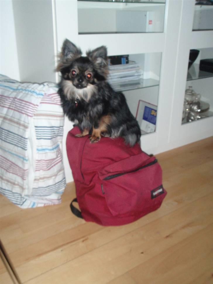 Blanding af racer Chanel <3 - Venter på mor skal ud og køre, så hun kan komme med. billede 20