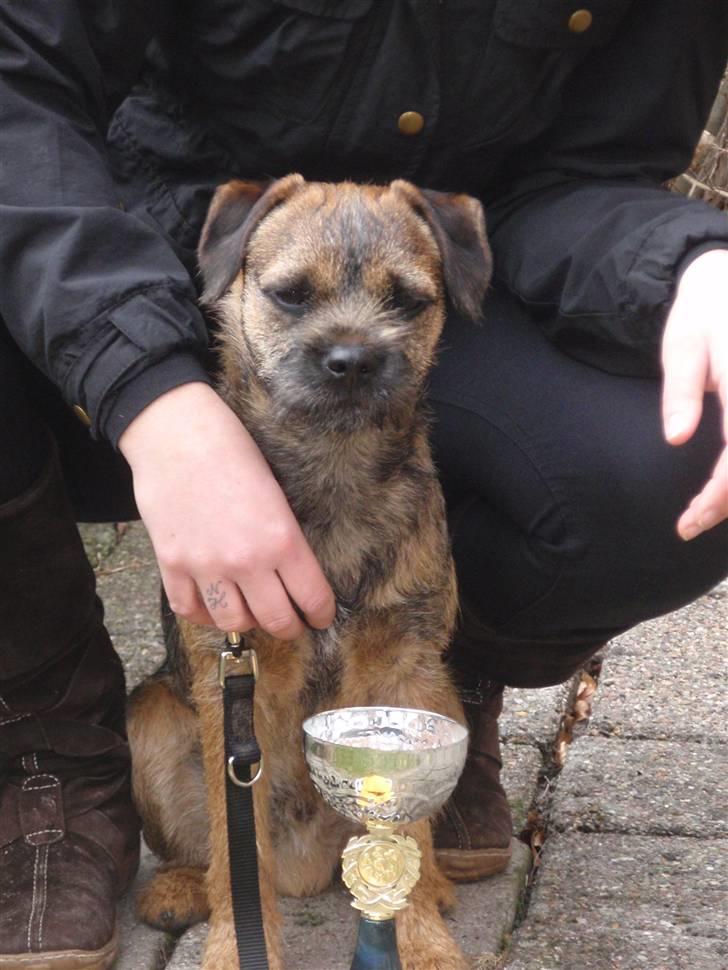 Border terrier Lutra´s Glenlivet (Coppi) billede 1