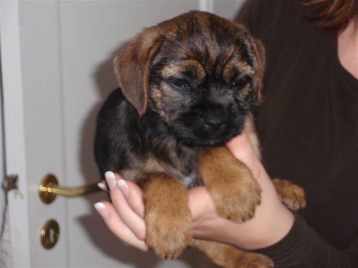 Border terrier Lutra´s Glenlivet (Coppi) billede 2