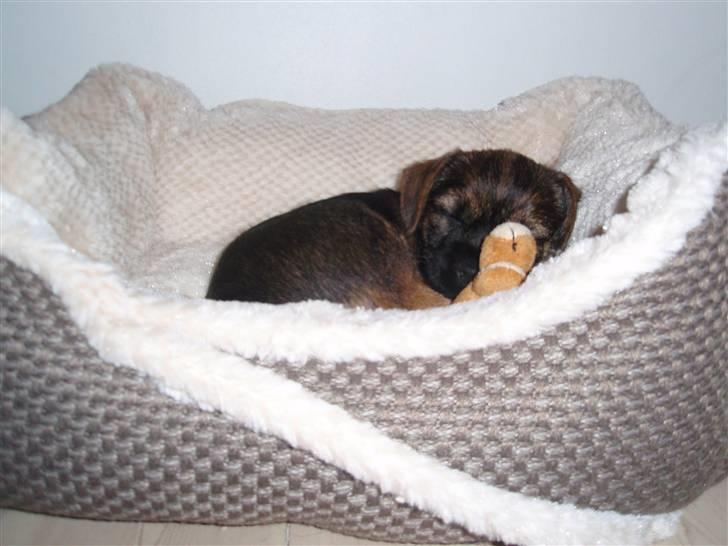 Border terrier Lutra´s Glenlivet (Coppi) billede 3