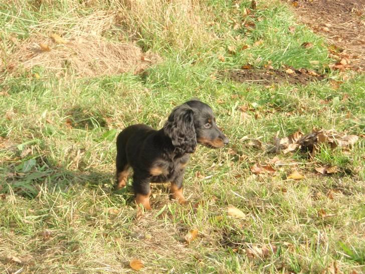 Dværggravhund Freja billede 10