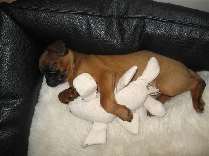 Griffon petit brabancon Frankie - Frankie putter med bamsen. Når mor og far ikke gider :) billede 6