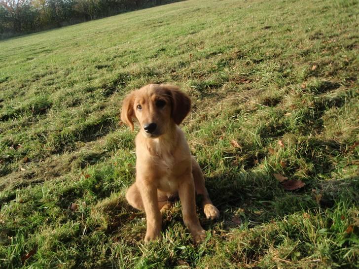 Golden retriever Naja billede 9