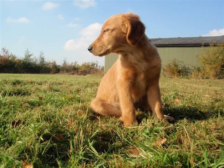 Golden retriever Naja billede 10