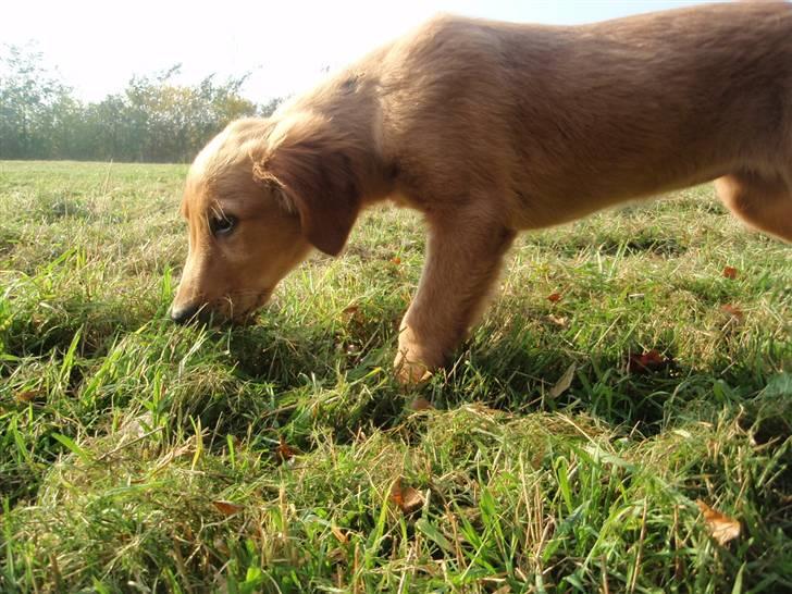 Golden retriever Naja billede 11