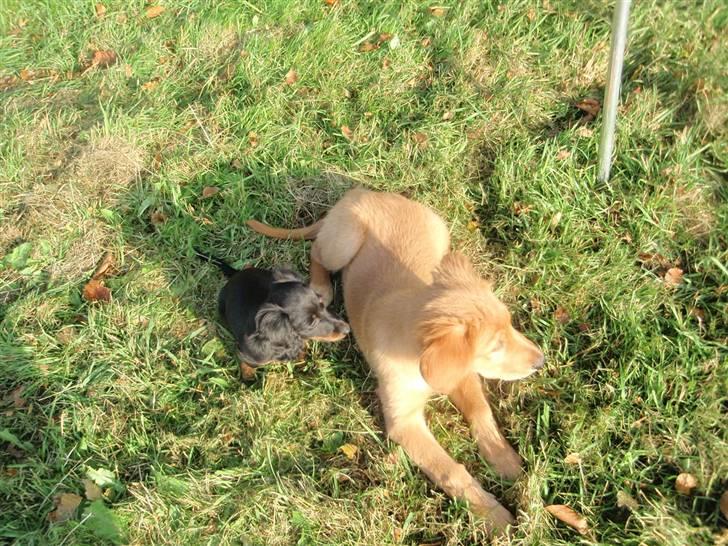 Golden retriever Naja billede 12