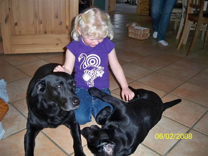 Labrador retriever Luna - Angel stiller op sammen med sasja og emma billede 8