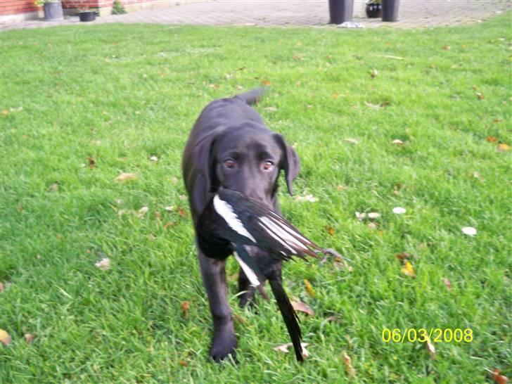 Labrador retriever Luna - Se min første jagt er en lille fugl billede 9