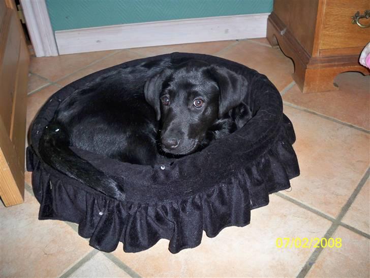 Labrador retriever Luna - ikke læmge før kurven er for lill billede 10