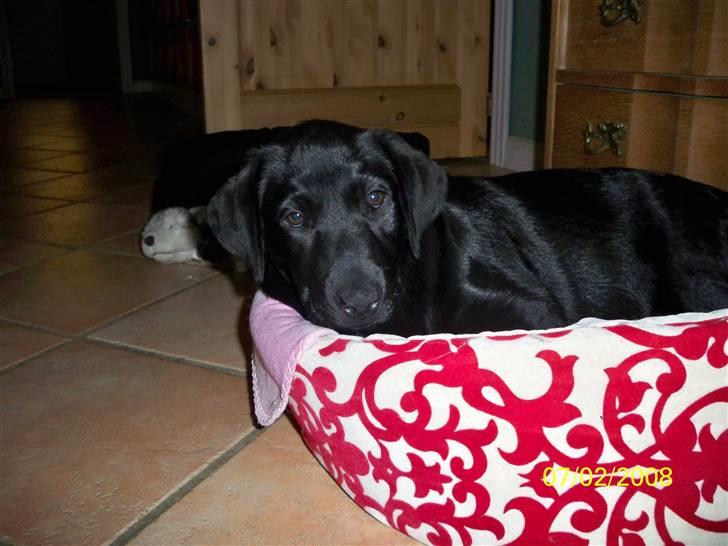 Labrador retriever Luna billede 11