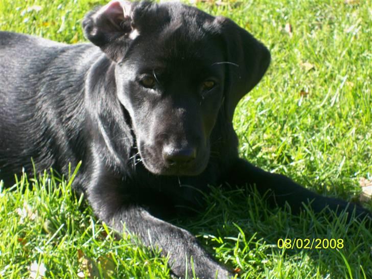 Labrador retriever Luna - Jeg ligger pænt billede 12