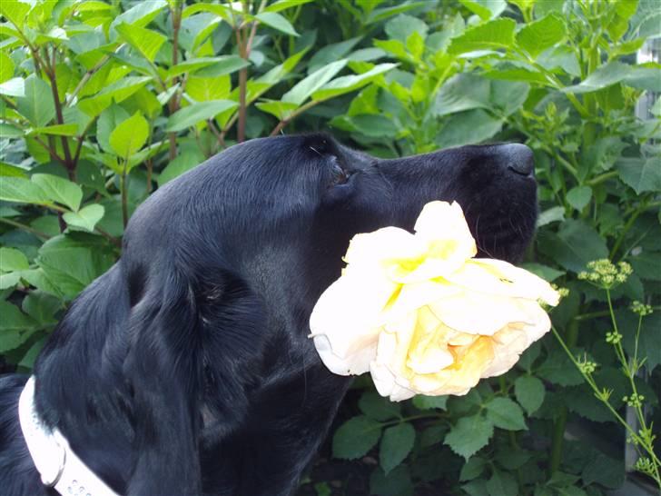 Labrador retriever Sally Sunshine (formel 1) billede 15