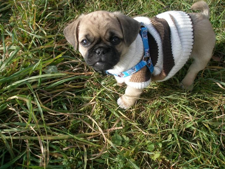 Blanding af racer Bumle :) (fået nyt hjem) - iii det dejligt med en varm trøje når der er så koldt udenfor :D billede 1