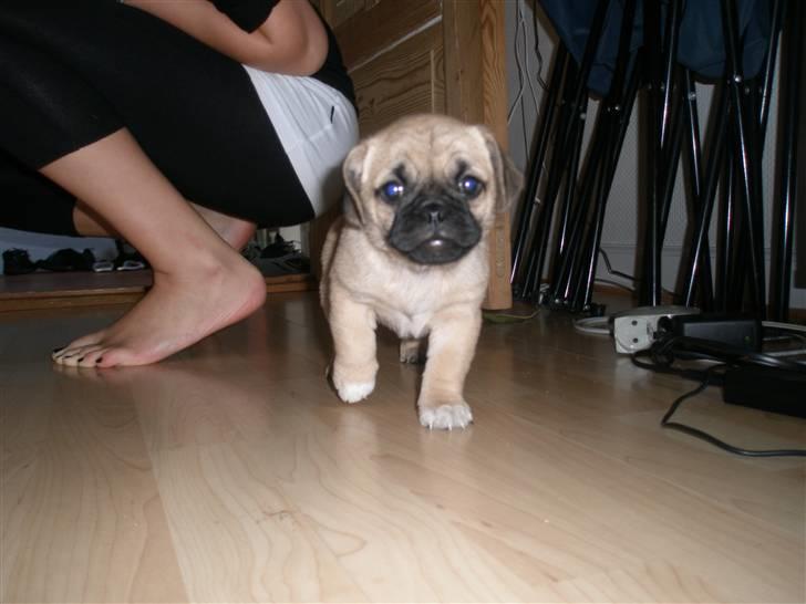 Blanding af racer Bumle :) (fået nyt hjem) - "ups"  det godt og have mor til og tøre op efter mit lille uheld :) billede 2