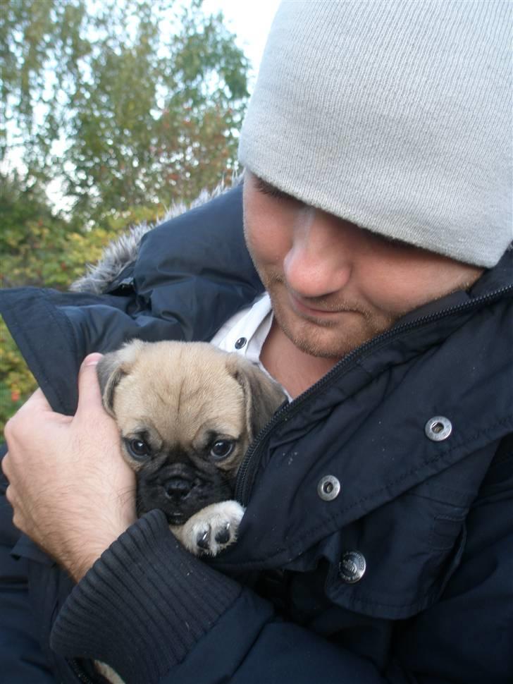 Blanding af racer Bumle :) (fået nyt hjem) billede 3
