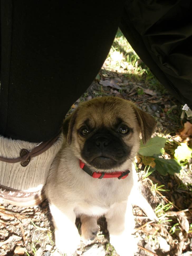 Blanding af racer Bumle :) (fået nyt hjem) billede 4