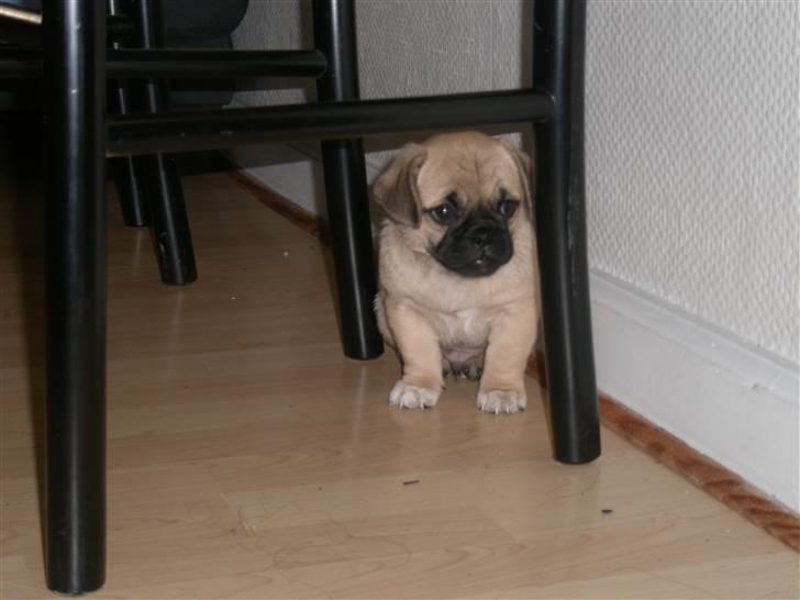 Blanding af racer Bumle :) (fået nyt hjem) billede 5