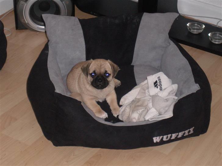 Blanding af racer Bumle :) (fået nyt hjem) - er det helt min egen seng?? wee, den er dejlig blød :) tak mor og far.:) billede 6