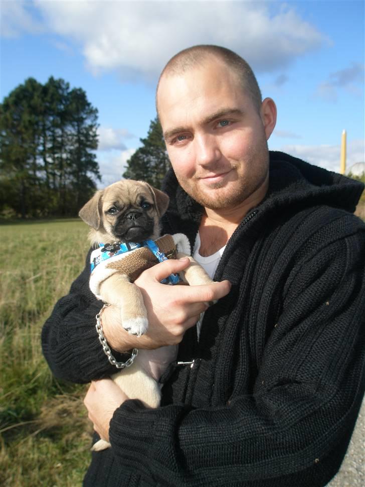 Blanding af racer Bumle :) (fået nyt hjem) billede 7