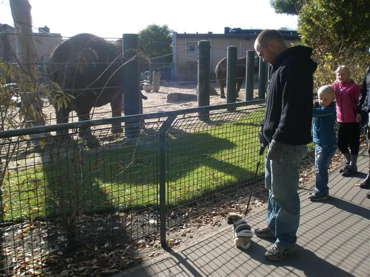 Blanding af racer Bumle :) (fået nyt hjem) - mor , mor!! er det også en hund?? billede 8