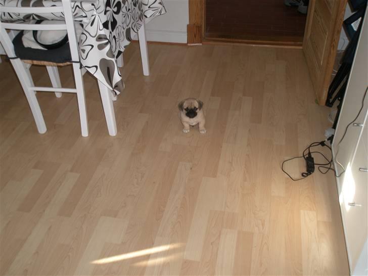 Blanding af racer Bumle :) (fået nyt hjem) billede 10