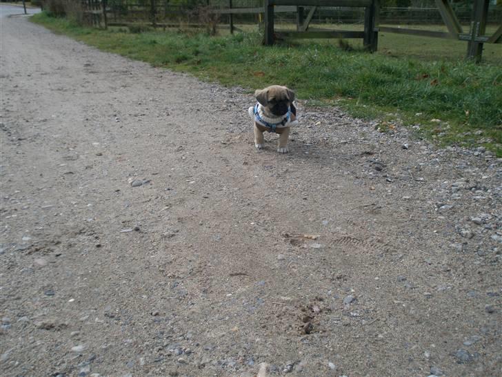 Blanding af racer Bumle :) (fået nyt hjem) billede 11