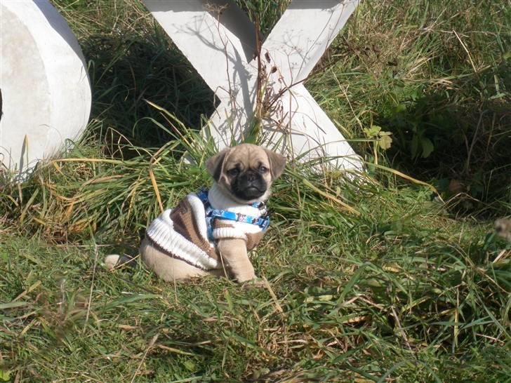 Blanding af racer Bumle :) (fået nyt hjem) billede 12