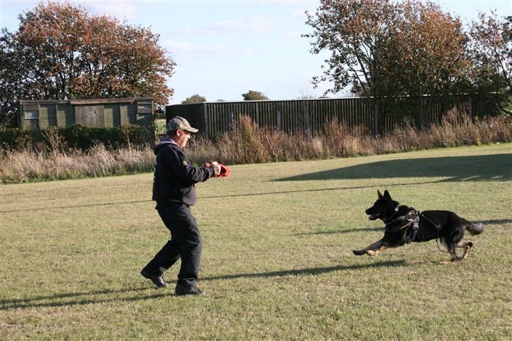 Schæferhund Jen-Ager's Jasko R.I.P - jasko 7mdr gruppe C billede 10