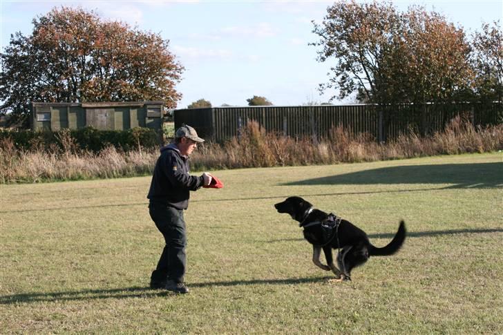 Schæferhund Jen-Ager's Jasko R.I.P - jasko 7mdr gruppe C billede 11